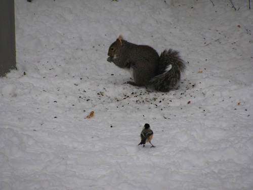 canada christmas 2009 squirrel and bird